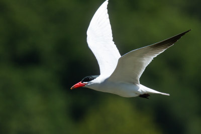 Caspian Tern