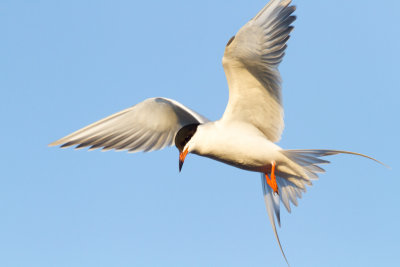 Forster's Tern