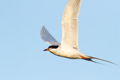 Forster's Tern