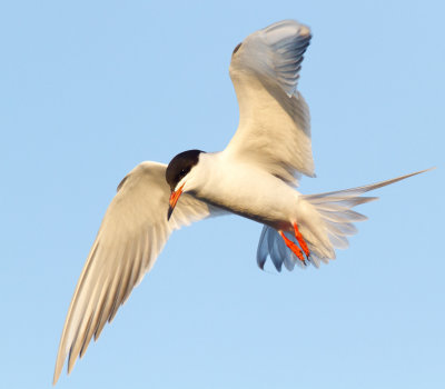 Forster's Tern