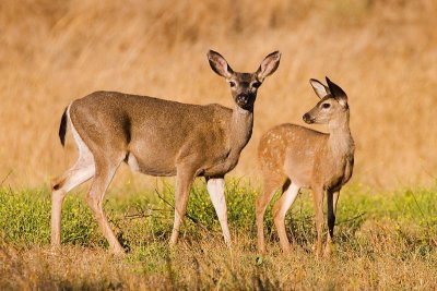 Mule Deer doe and fawn