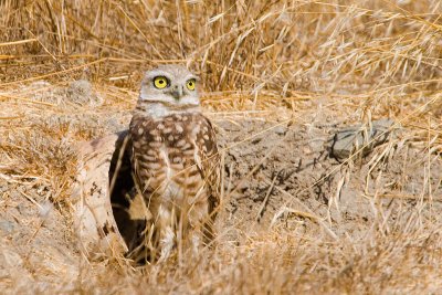 Burrowing Owl