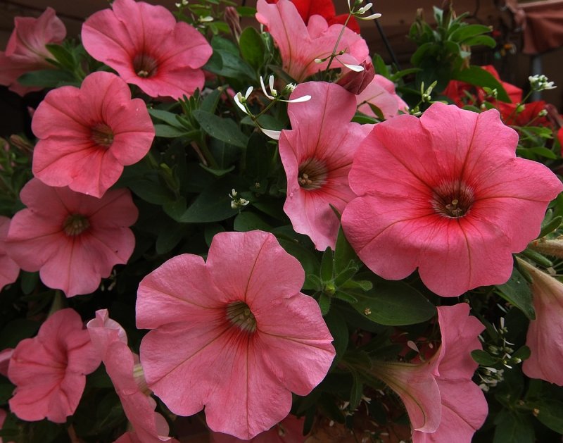 Pink Petunias.jpg
