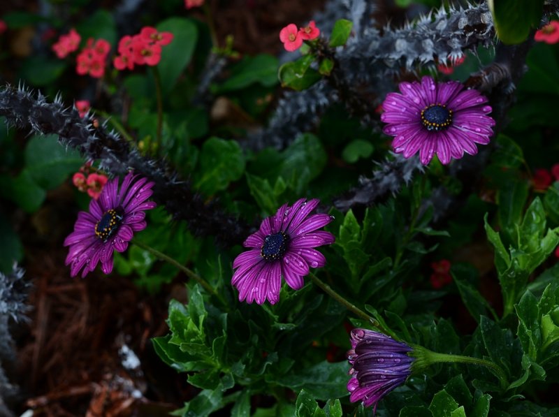 Purple flowers.jpg