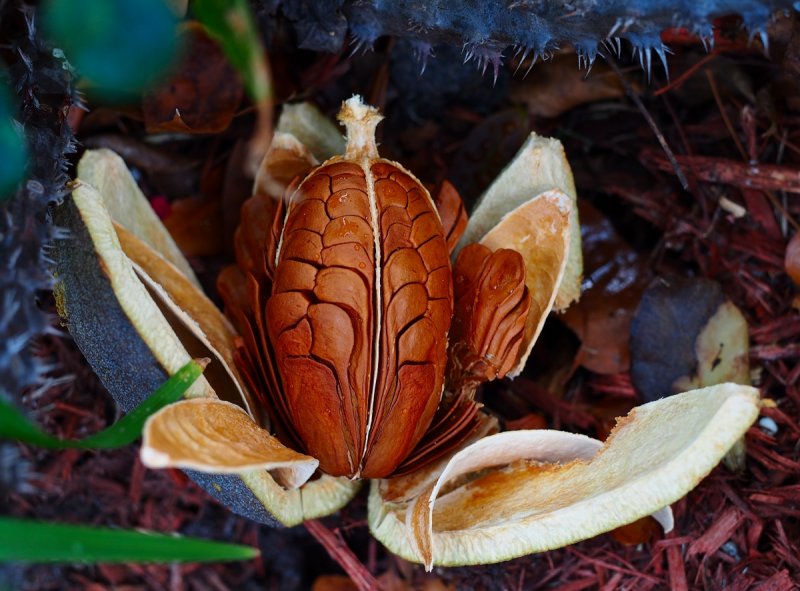 Cracked Walnut Macro.jpg