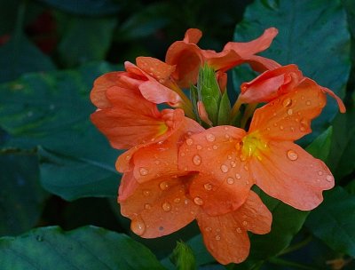 Orange Flower With RX1.jpg