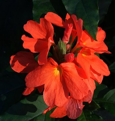 Orange Flower.jpg