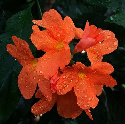 Orange flower2.jpg