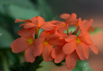 Orange flower sigma35.jpg