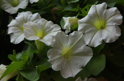 White Petunias.jpg