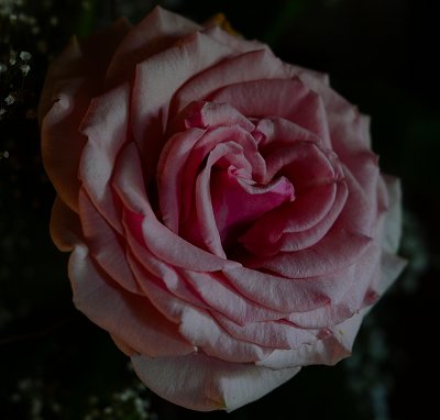 Pink Rose.jpg