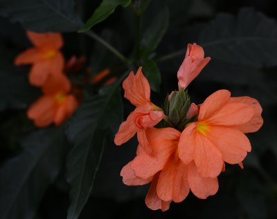 Orange flower.jpg