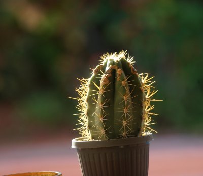 Cactus 70400.jpg