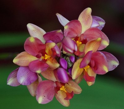 Orchid70400.jpg