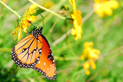 Queen on Skeleto Leaf Goldeneye