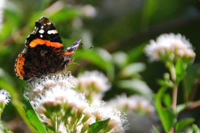 Red Admiral on Fragrant Mistflower