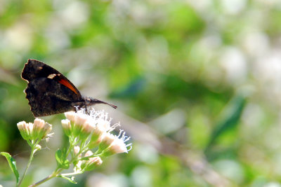 Snout Butterfly