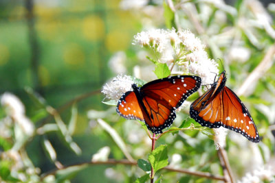 Queen Butterflies