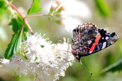 Red Admiral, ventral view