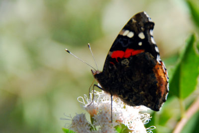 Red Admiral, Ventral