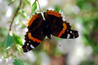 Red Admiral on Fragrant Mistflower