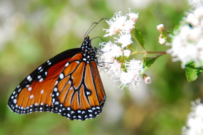 Queen Butterfly