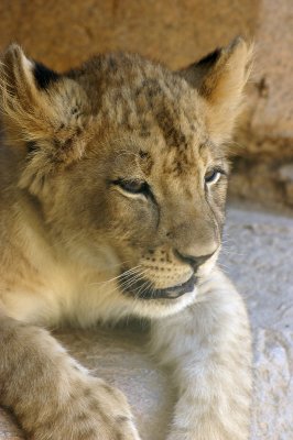 New Cub at San Diego Wild Animal Park - Abena