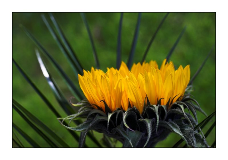 4 September - Sun flower