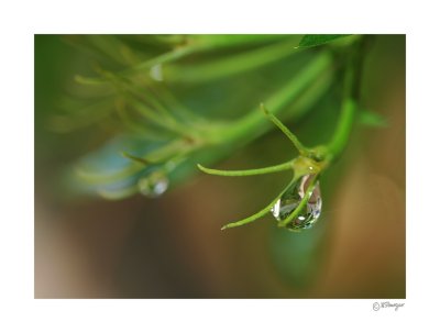 Raindrop