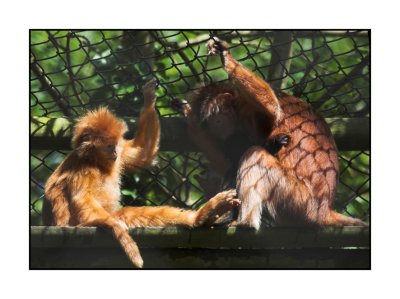 Port Lympne monkeys