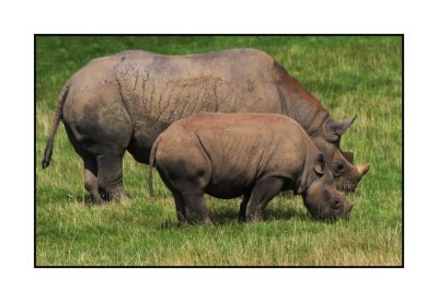 Rhinos Port Lympne