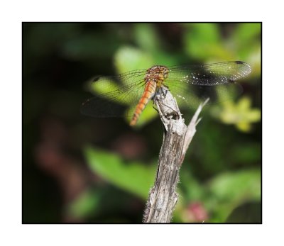 dragonfly Port lympne