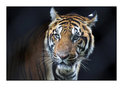 Tiger Port Lympne