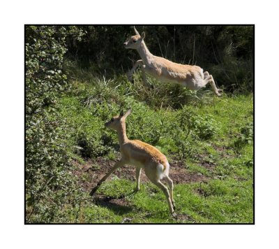 Leaping deer Port Lympne