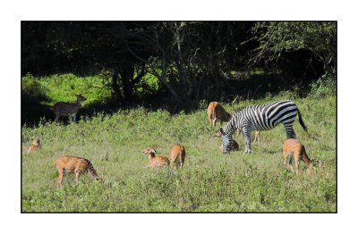 zebra Port Lymne