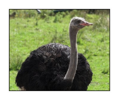 Emu Port Lympne