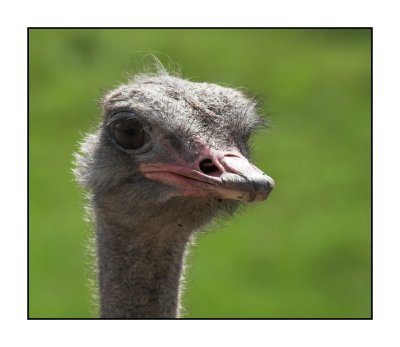 Emu Port Lympne