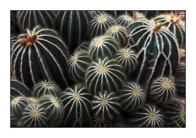 Kew: Cactus