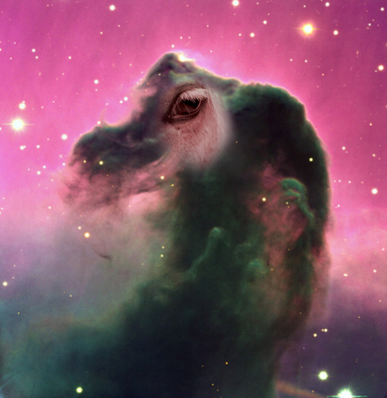 Horsehead.jpg