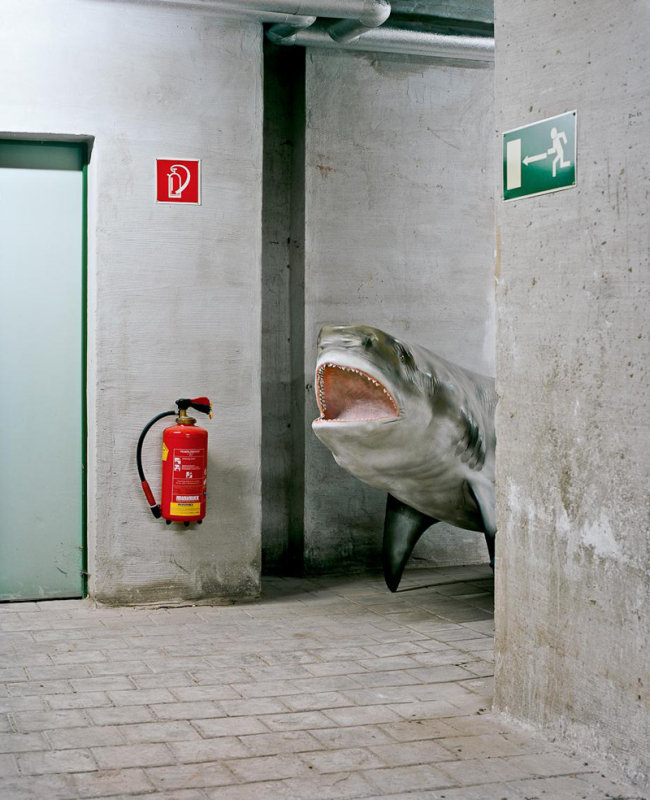 Shark-surprise-O.jpg