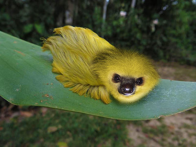 Slothpillar.jpg