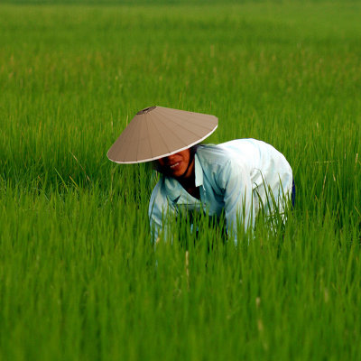 Rice-hat.jpg