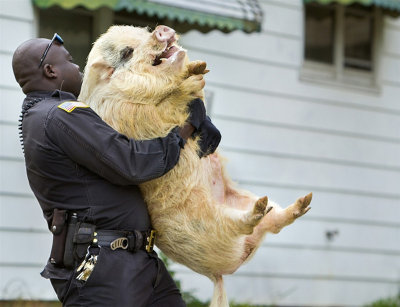 Cop-and-pig-O.jpg