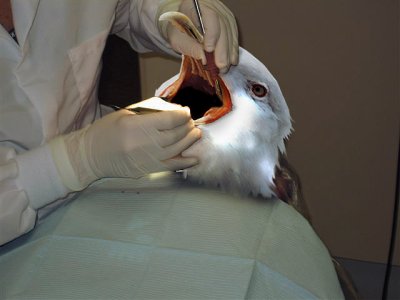 Bird-Dentistry.jpg