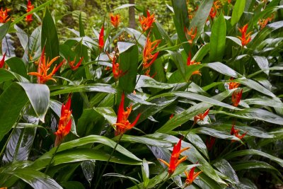 18.  In the botanical garden after a shower.