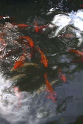 26.  A Koi pond in the gardens.