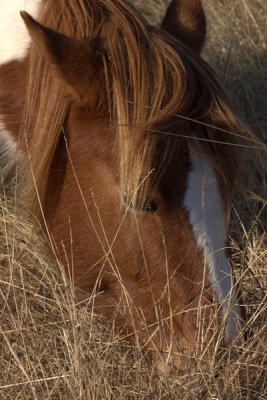 CHINCOTEAGUE NATIONAL WILDLIFE RESERVE 2012
