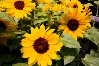 13.  Happy sunflowers.