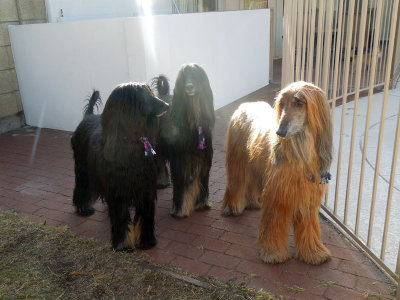 DSCN3729.jpg