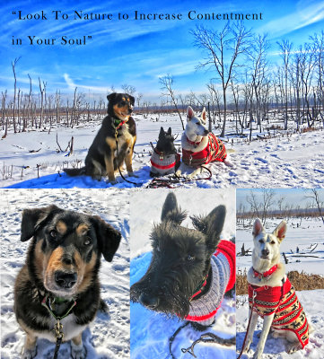 My best companions!